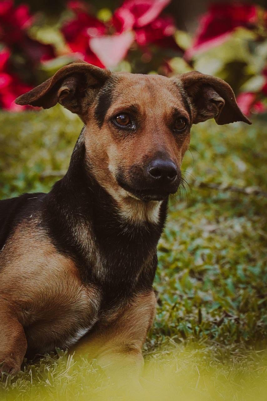 Perrito bonito