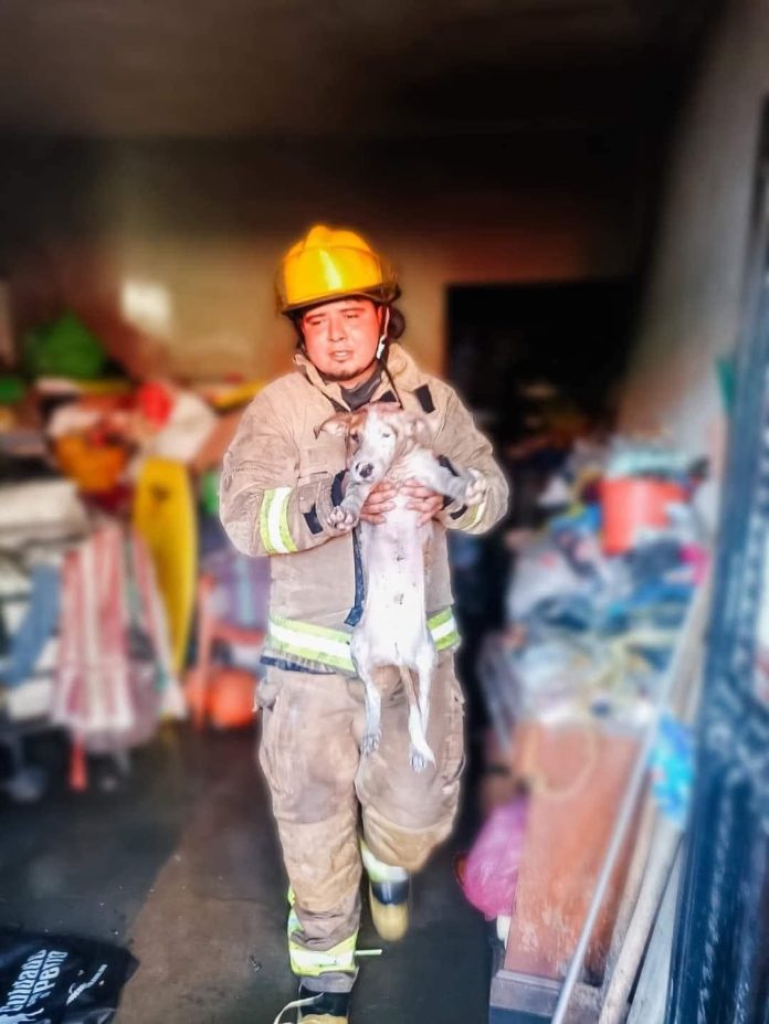 Bombero salvando perrito