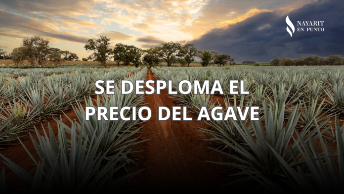Portada de la nota del agave