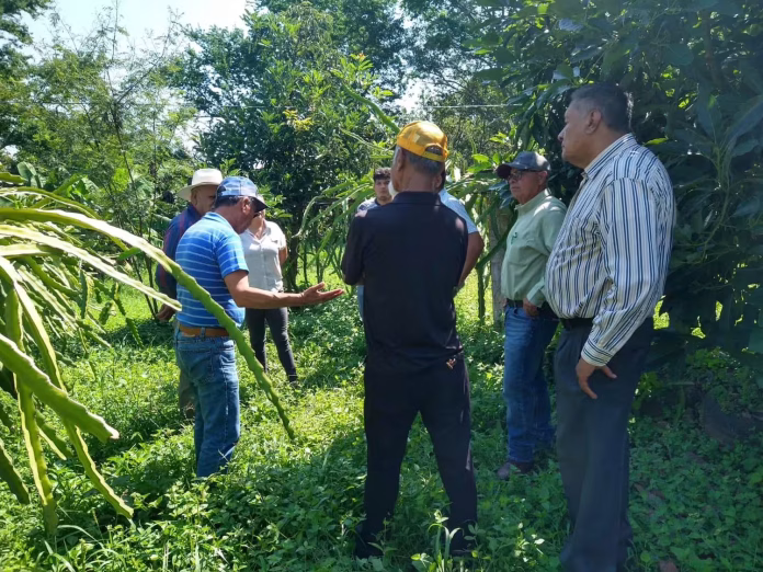 Hombres en Pitahaya