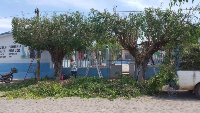 Árboles podados en Tetitlán