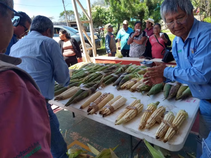 Elotes