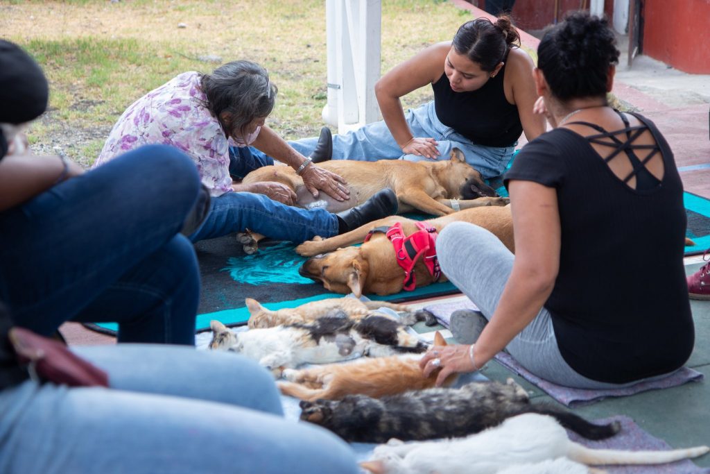 Jala impulsa campaña de esterilización canina con 50% de descuento 1 esterilizacion canina en jala
