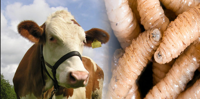 México refuerza defensa contra el gusano barrenador con capacitación a más de 100 veterinarios 1
