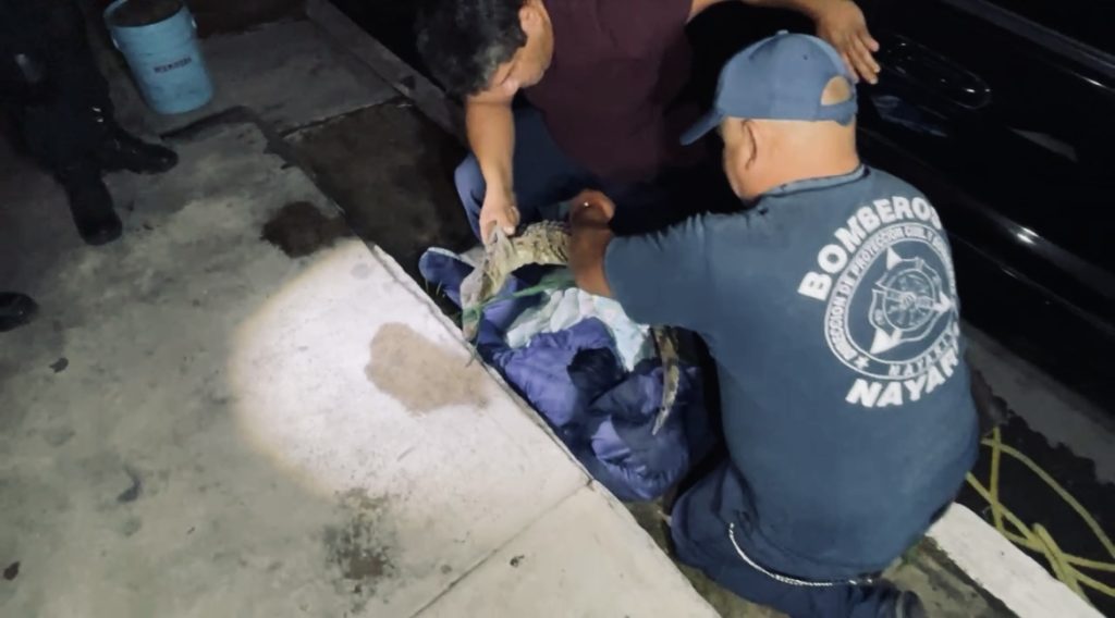 Capturan y reubican a cocodrilo que deambulaba por calles de Tepic 1 Capturan y reubican a cocodrilo que deambulaba por calles de Tepic