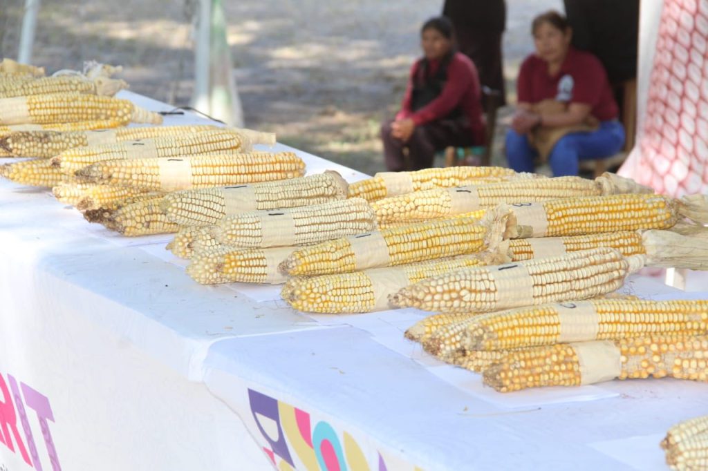 Concurso de la mazorca más grande del mundo destaca el valor del maíz raza Jala