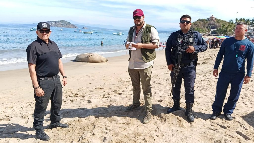 Autoridades atienden avistamiento de elefante marino en playas de Nayarit 1 Autoridades atienden avistamiento de elefante marino en playas de Nayarit