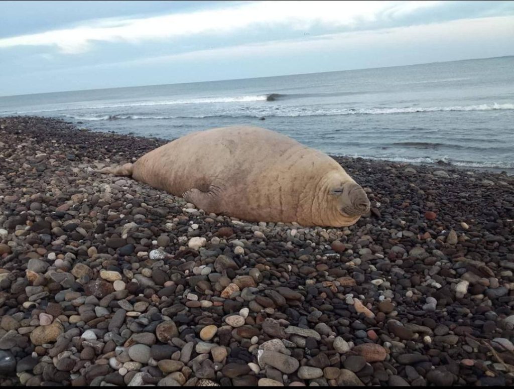 Autoridades atienden avistamiento de elefante marino en playas de Nayarit 2 Autoridades atienden avistamiento de elefante marino en playas de Nayarit