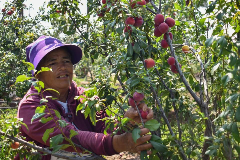 Acercan Programas para el Campo 2026 a productoras y productores de Aguascalientes
