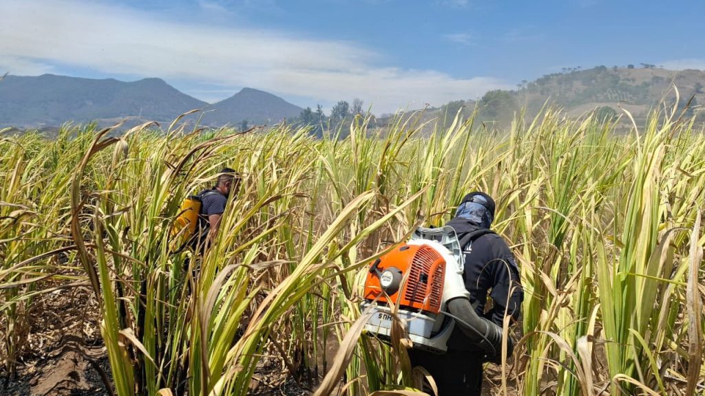 Incendio en camino a la laguna de San Pedro Lagunillas es controlado; mantienen vigilancia preventiva en la zona 2 Incendio en camino a la laguna de San Pedro Lagunillas es controlado; mantienen vigilancia preventiva en la zona