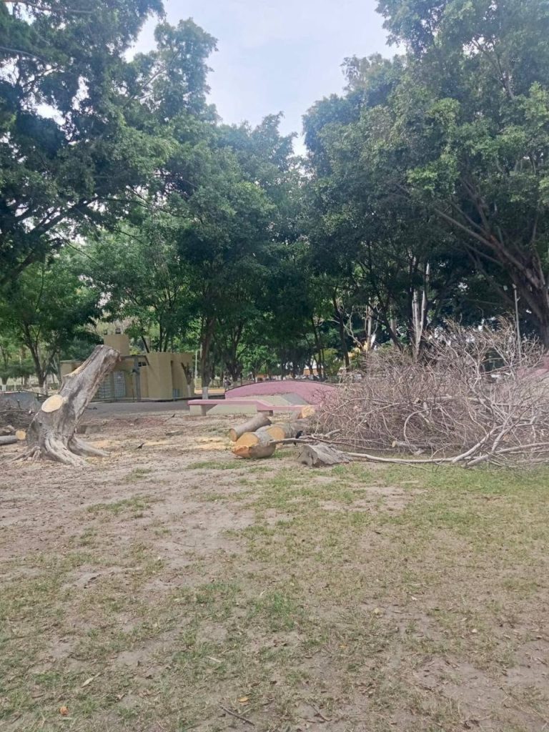 Gobierno de Nayarit realiza poda preventiva y retiro de árboles en La Loma para reforzar la seguridad 1 Gobierno de Nayarit realiza poda preventiva y retiro de árboles en La Loma para reforzar la seguridad