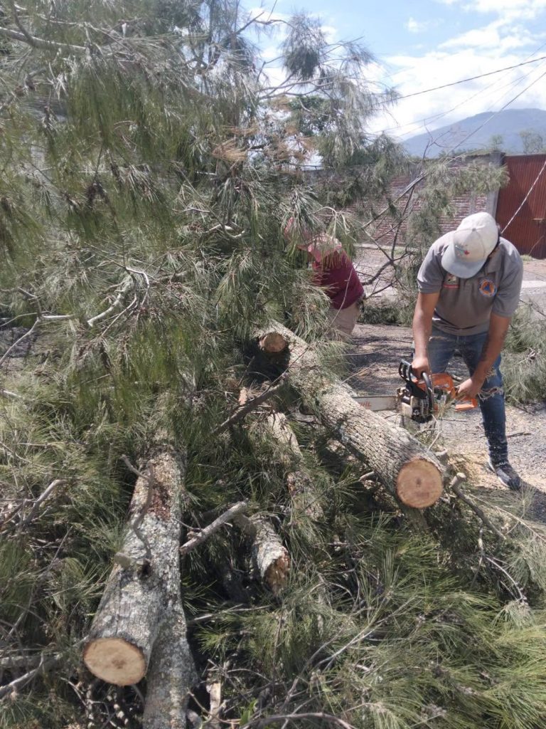 Protección Civil Ahuacatlán atiende caída de árboles que representaban riesgo para una vivienda en El Llano 1 Protección Civil Ahuacatlán atiende caída de árboles que representaban riesgo para una vivienda en El Llano