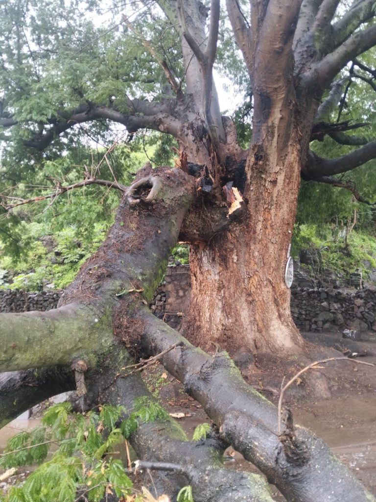 Árbol La Parota registra desprendimiento por lluvias; autoridades atienden la zona en Ahuacatlán 1 Árbol La Parota registra desprendimiento por lluvias; autoridades atienden la zona en Ahuacatlán