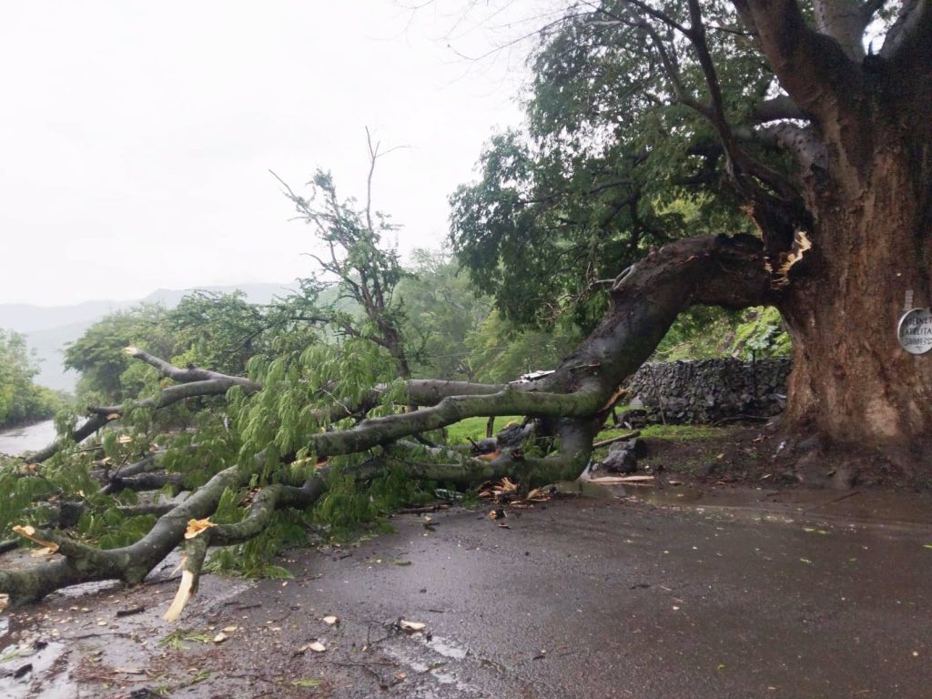 Árbol La Parota registra desprendimiento por lluvias; autoridades atienden la zona en Ahuacatlán 2 Árbol La Parota registra desprendimiento por lluvias; autoridades atienden la zona en Ahuacatlán