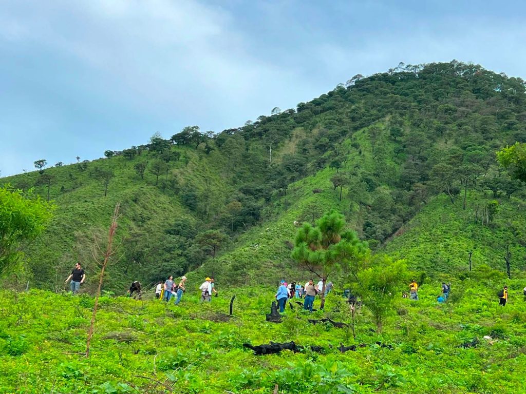 Reforestación en la Sierra de San Juan fortalece la conservación ambiental en Nayarit 2 Reforestación en la Sierra de San Juan fortalece la conservación ambiental en Nayarit