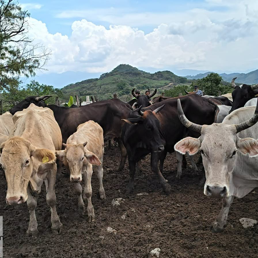 Fortalecen vigilancia sanitaria contra el Gusano Barrenador del Ganado 1 Ahuacatlán fortalece vigilancia sanitaria contra el Gusano Barrenador del Ganado