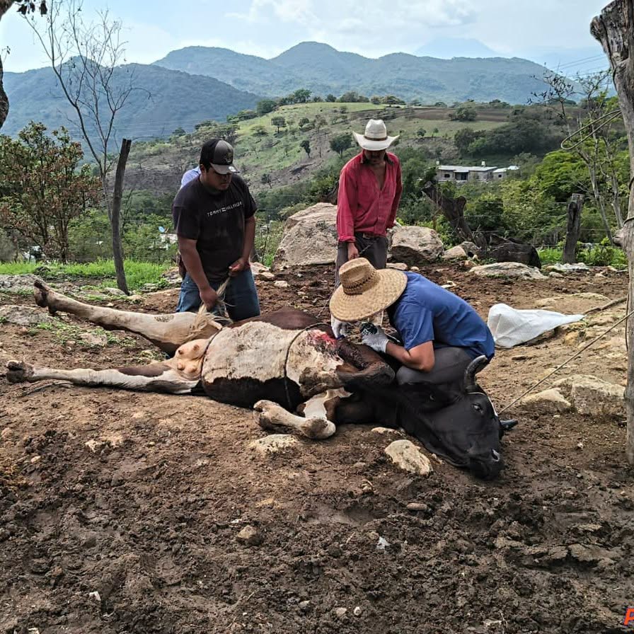 Fortalecen vigilancia sanitaria contra el Gusano Barrenador del Ganado 2 Ahuacatlán fortalece vigilancia sanitaria contra el Gusano Barrenador del Ganado