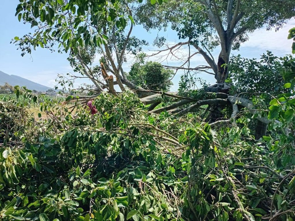 Protección Civil de San Pedro Lagunillas mantiene atención a reportes por lluvias y fuertes vientos 2 Protección Civil de San Pedro Lagunillas mantiene atención a reportes por lluvias y fuertes vientos