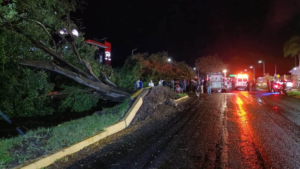 Tormenta provoca caída de cinco árboles en Tepic; uno impacta un vehículo 1 Tormenta provoca caída de cinco árboles en Tepic; uno impacta un vehículo