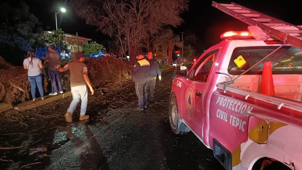Tormenta provoca caída de cinco árboles en Tepic; uno impacta un vehículo 2 Tormenta provoca caída de cinco árboles en Tepic; uno impacta un vehículo