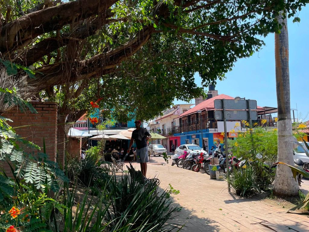 San Blas refuerza el mantenimiento de la Plaza Principal con trabajos de poda preventiva 2 San Blas refuerza el mantenimiento de la Plaza Principal con trabajos de poda preventiva