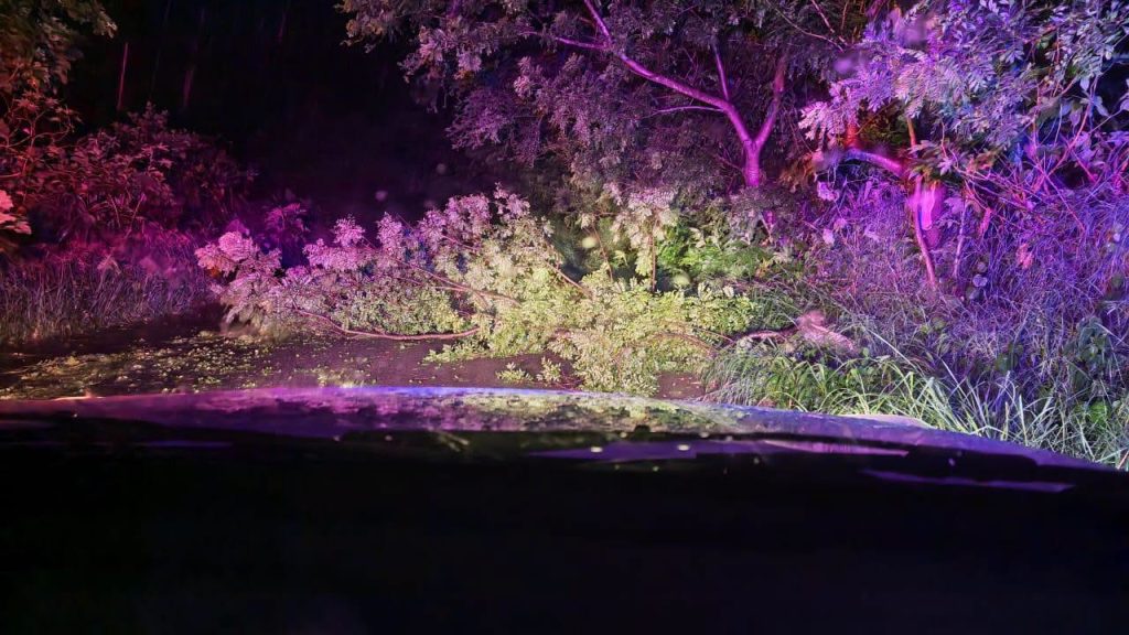 Árboles caídos son retirados tras tormenta en el camino a Amado Nervo, San Pedro Lagunillas 2 Árboles caídos son retirados tras tormenta en el camino a Amado Nervo, San Pedro Lagunillas