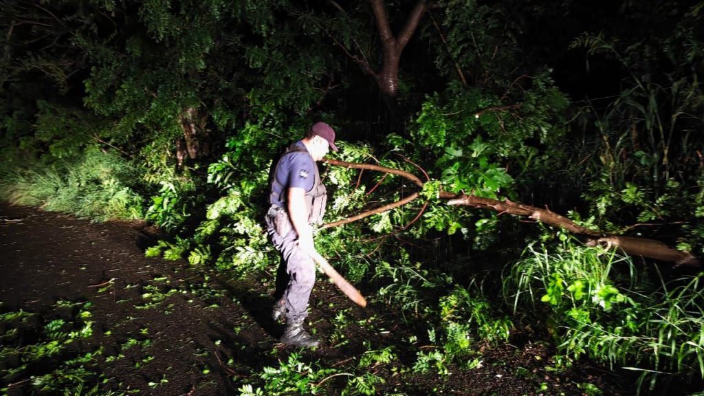 Árboles caídos son retirados tras tormenta en el camino a Amado Nervo, San Pedro Lagunillas 1 Árboles caídos son retirados tras tormenta en el camino a Amado Nervo, San Pedro Lagunillas