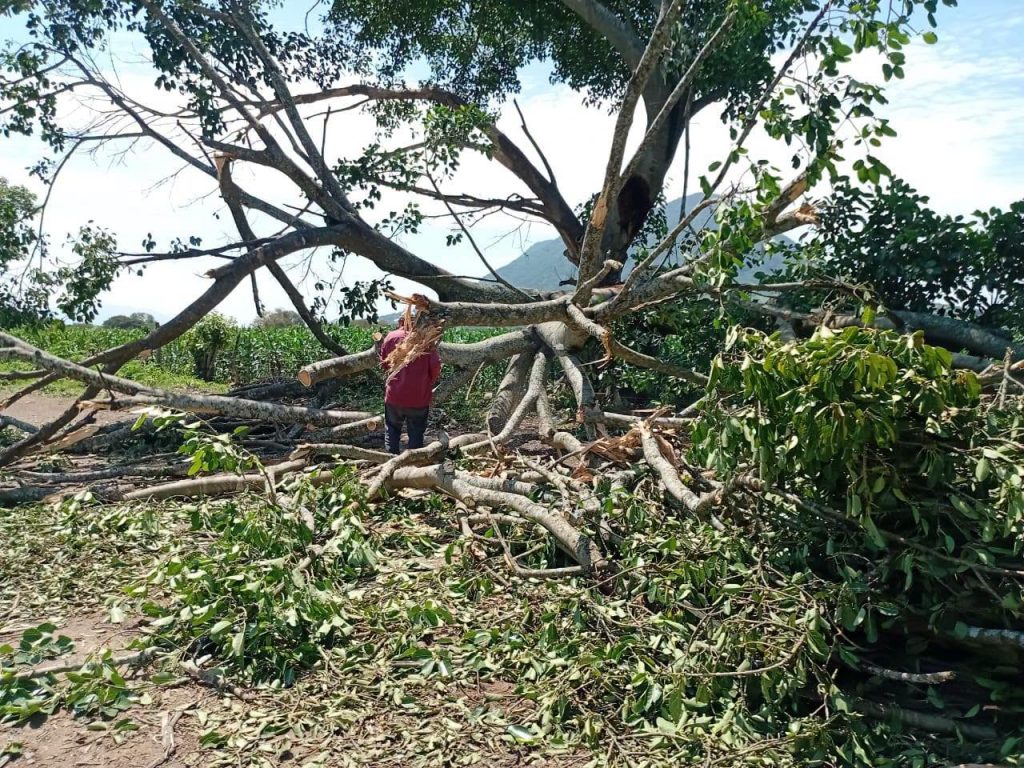Protección Civil de San Pedro Lagunillas mantiene atención a reportes por lluvias y fuertes vientos 1 Protección Civil de San Pedro Lagunillas mantiene atención a reportes por lluvias y fuertes vientos