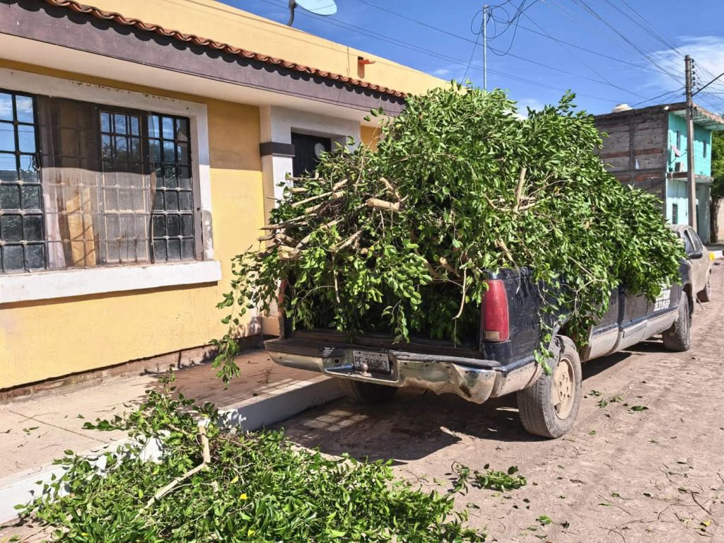Realizan limpieza y poda de árboles en el preescolar Rosaura Zapata de Ahuacatlán
